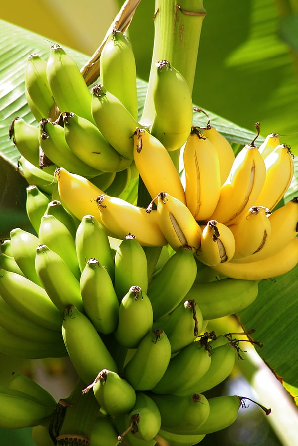 How to Plant, Grow, and Harvest Banana Trees - Harvest to Table ...